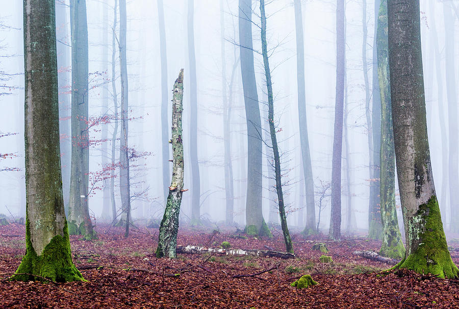 Dead Beech, Spessart Nature Park, Lower Franconia, Bavaria, Germany Photograph by Volker Mther