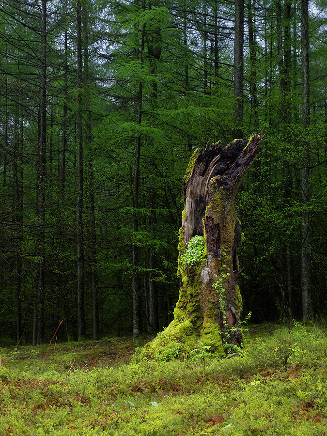 Dead Beech Tree Photograph by By Mediotuerto - Fine Art America