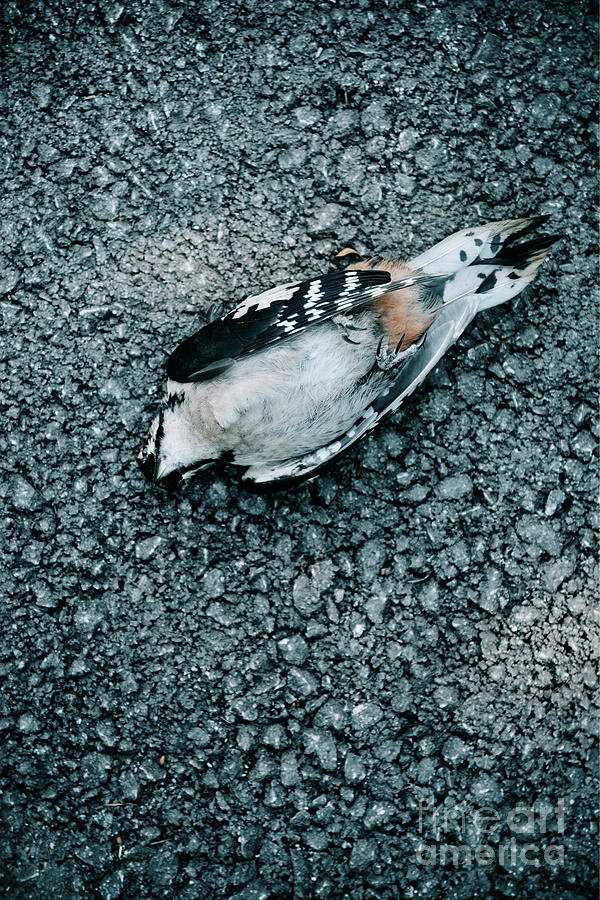 Dead bird Photograph by Jelena Jovanovic