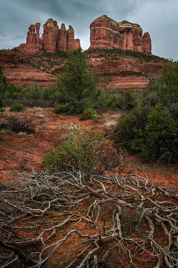 Dead Branches at Rock Formation Photograph by Rick Strobaugh