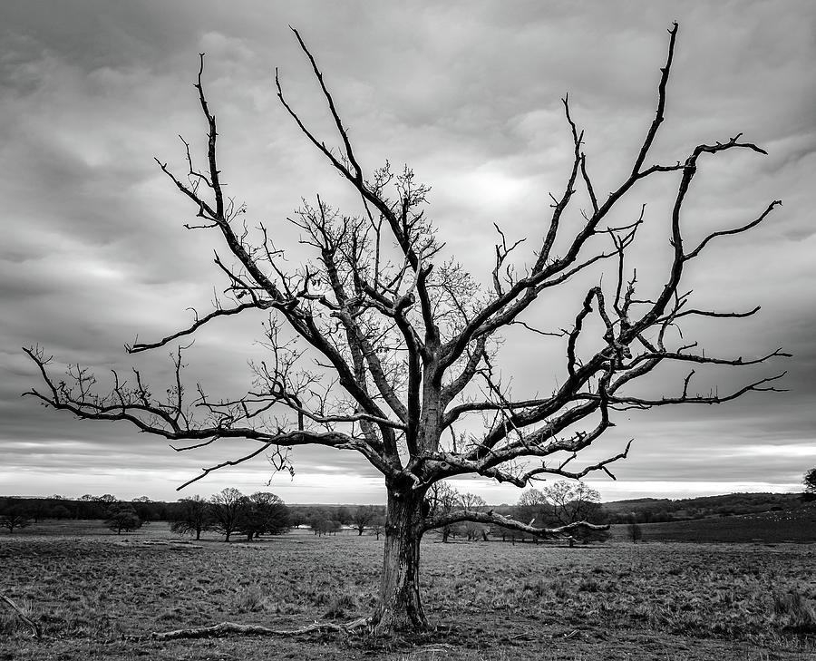 Dead Branches Photograph By Justin Owen 