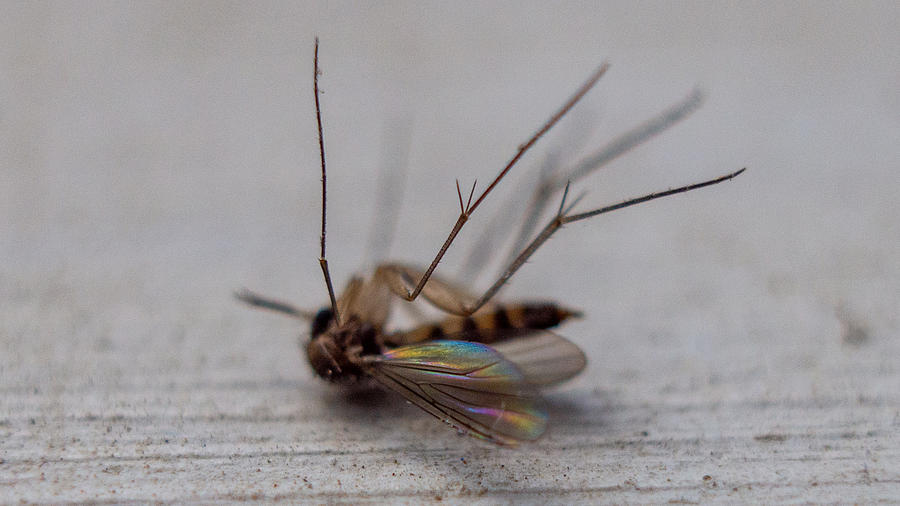 Dead Bug Photograph by Ivars Vilums