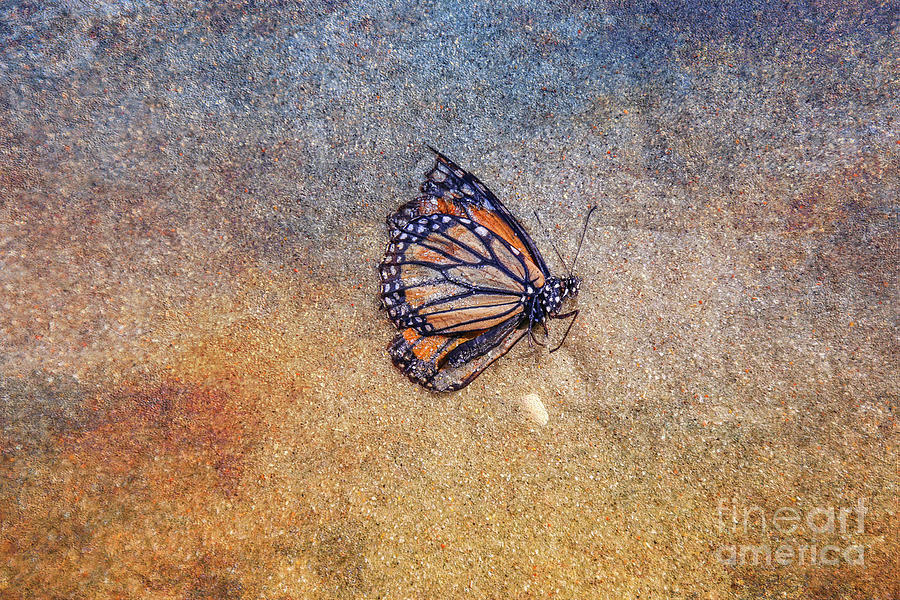Dead Butterfly on Beach Sand Digital Art by Randy Steele