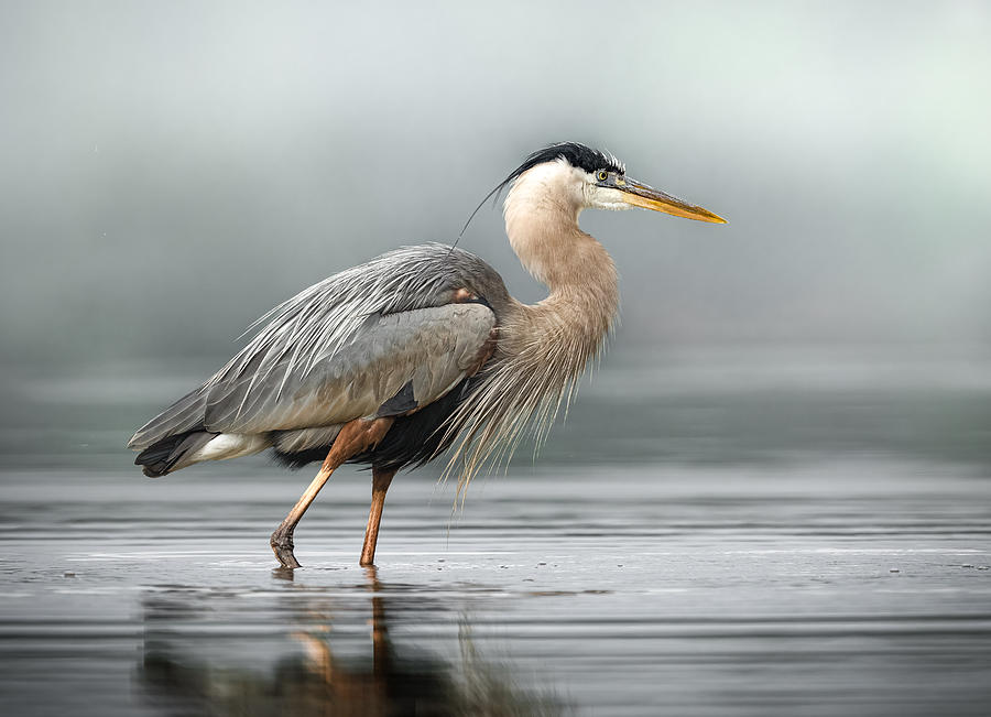 Heron Photograph - Dead Calm by Jeff Graham