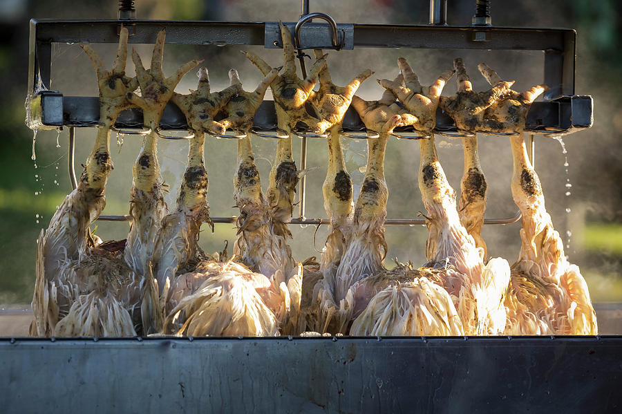 Dead Chickens Hanging Photograph By Mike Roemer Fine Art America   Dead Chickens Hanging Mike Roemer 