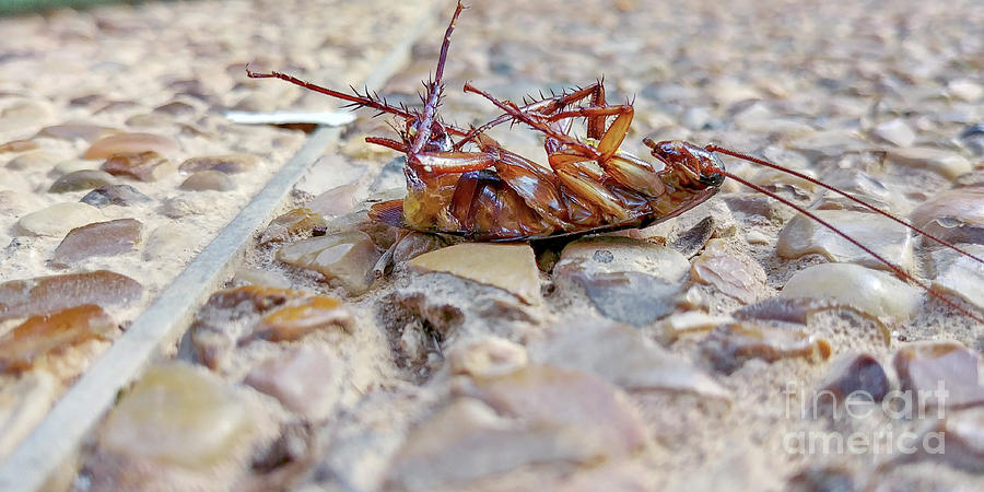 Poisoned Photograph - Dead Cockroach by Photostock-israel/science Photo Library Poisoned Photograph - Dead Cockroach by Photostock-israel/science Photo Library