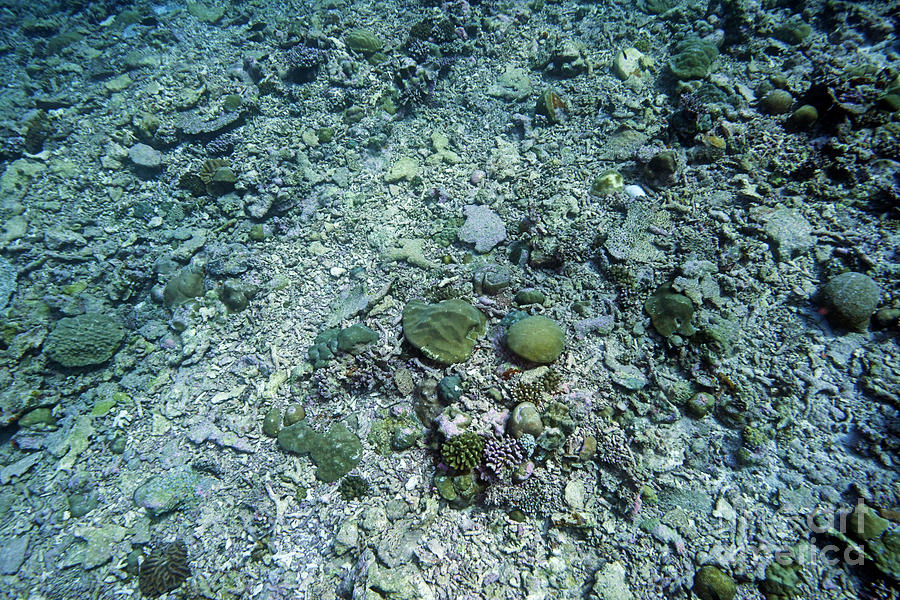 Dead Coral Reef Photograph by Alexander Semenov/science Photo Library