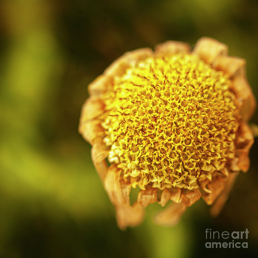 Dead Daisy Photograph by Joanne Beecham - Fine Art America