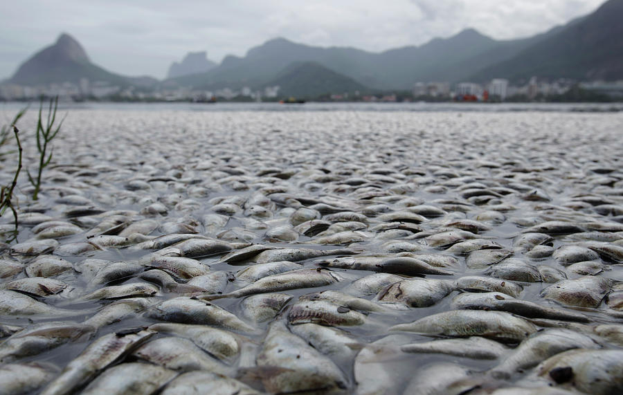 Dead Fish Float Along the Rodrigo De Photograph by Ricardo Moraes Pixels