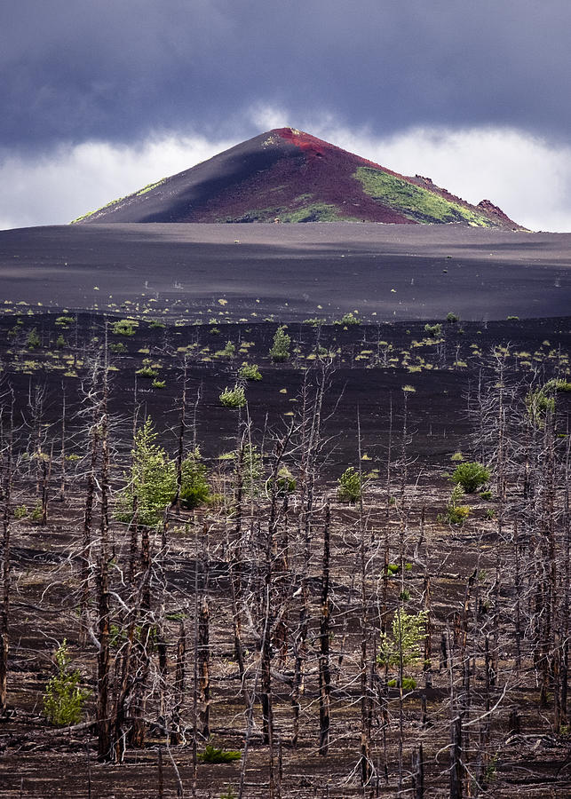 Dead Forest Photograph By Dmitry Razr Fine Art America