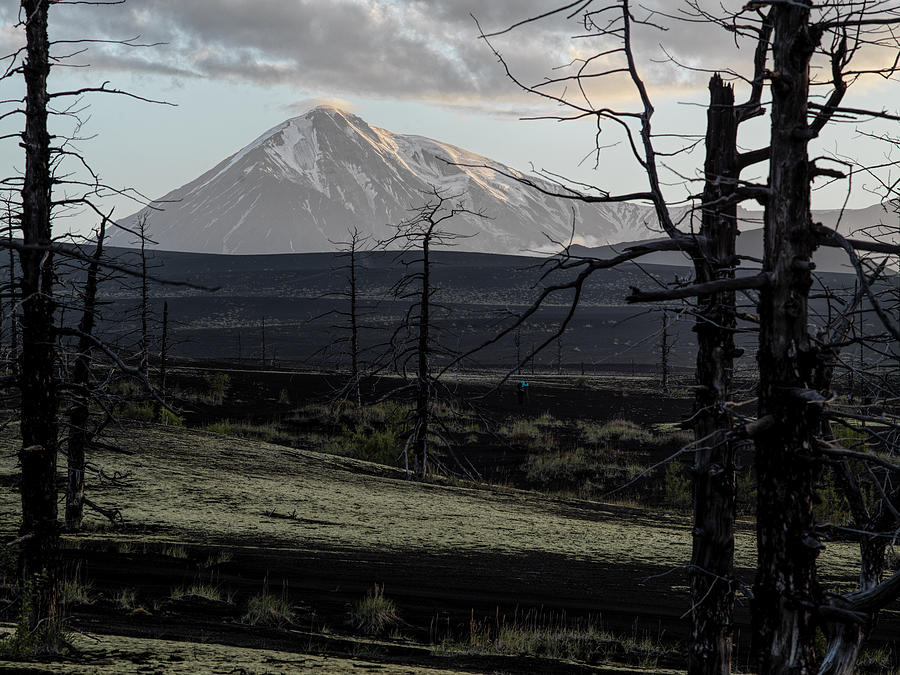 Landscape Photograph - Dead Forest Near Tolbachik Volcano by Ivan A. Godovikov