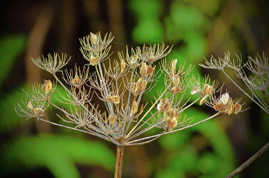 Dead Hemlock Flower and Seeds Photograph by Tikvahs Hope