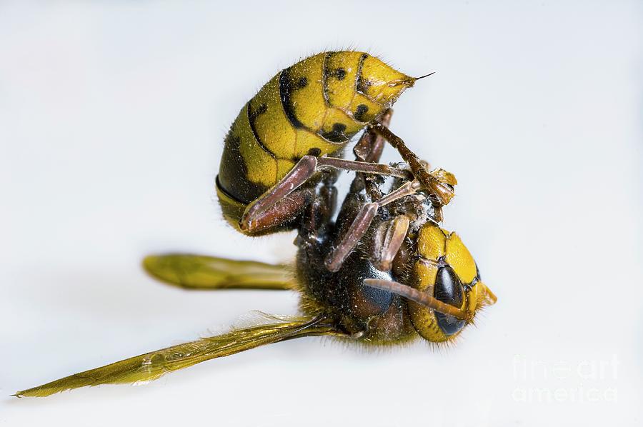 Dead Hornet Photograph by Georgette Douwma/science Photo Library