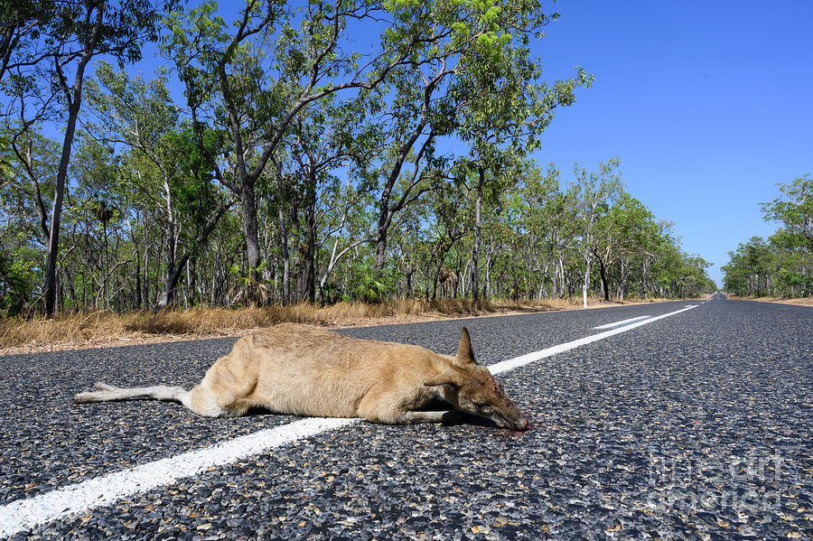 Kakadu National Park Photograph - Dead Kangaroo On Road by Dr P. Marazzi/science Photo Library