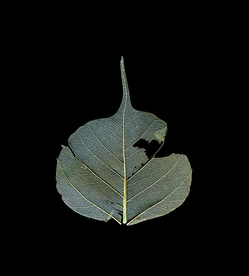 Nature Photograph - Dead Leaf Against Black by Christopher Johnson