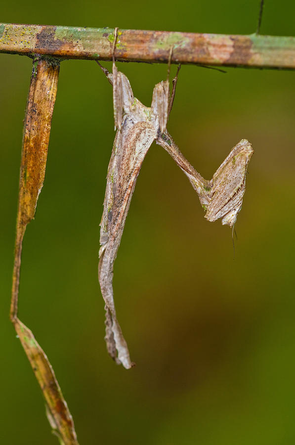 Dead-leaf Mantis Photograph by Michael Lustbader