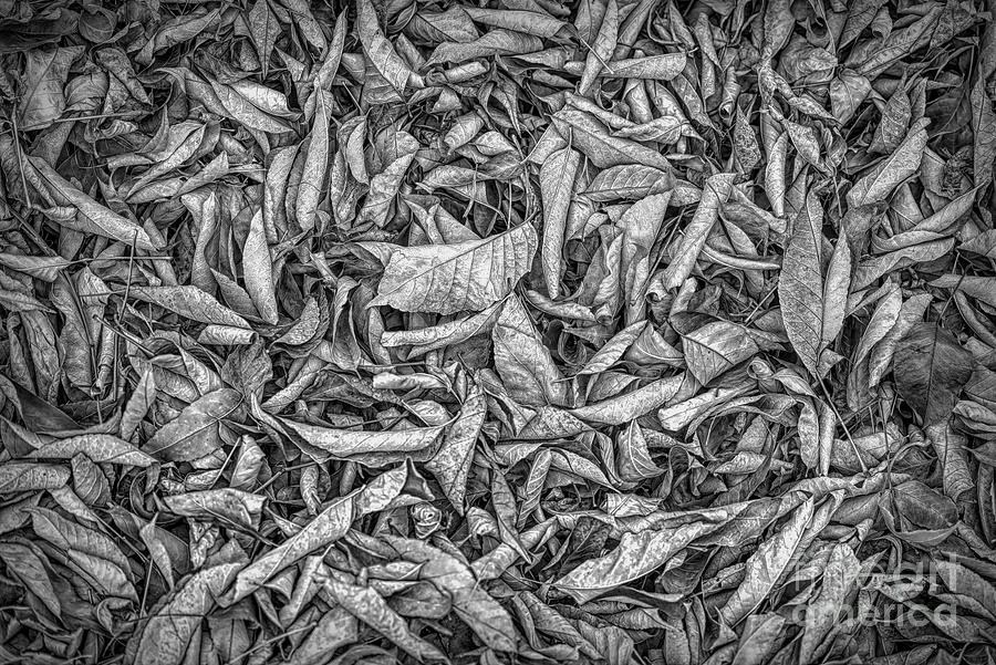 Dead Leaves in B W Photograph by Jon Burch Photography