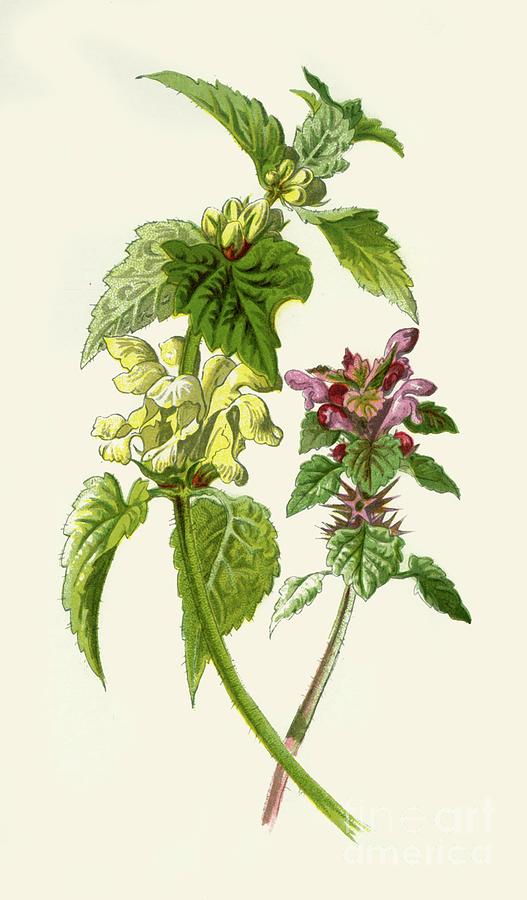 Dead-nettle - Red & White Drawing by Print Collector