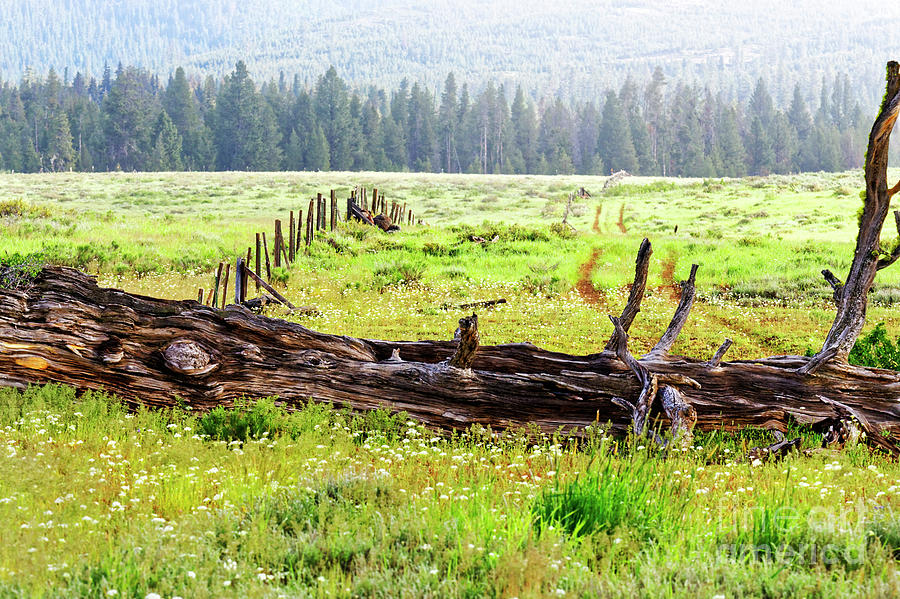 fallen tree prairie landscape Oregon Photograph by Robert C Paulson Jr