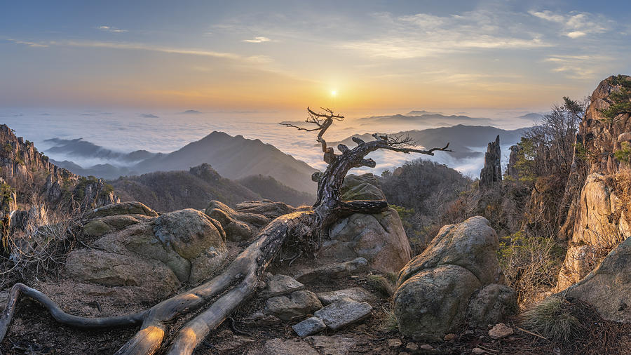 Mountain Photograph - Dead Pine by Jaeyoun Ryu