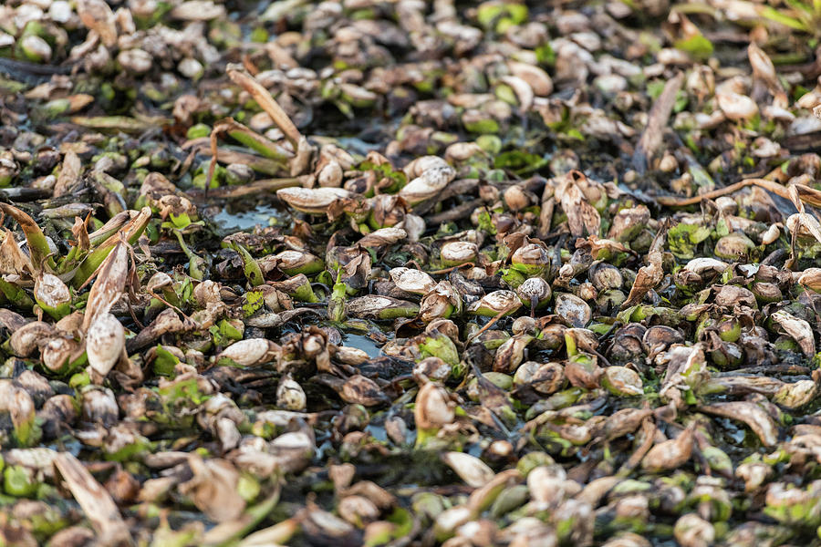 Dead Remains Of Common Water Hyacinth, Camalote, In The Guadiana River On Its Way Through Medellin, Extremadura, Spain. Photograph