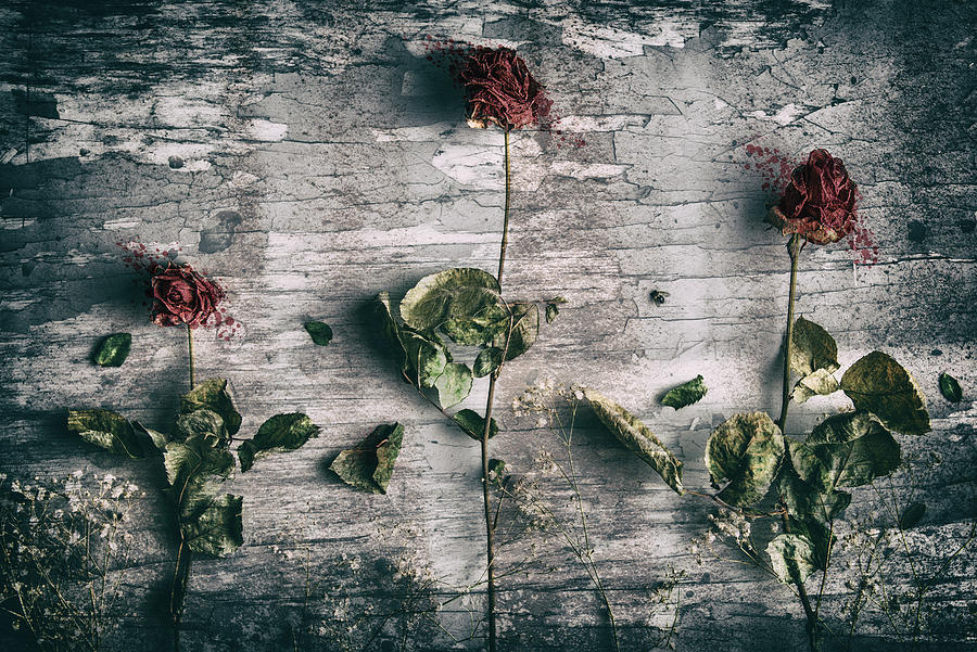 Rose Photograph - Dead Roses And A Fly by Petri Damstn