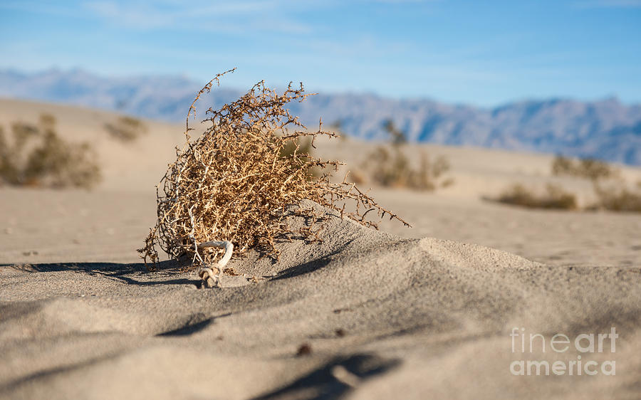 Southwest Photograph - Dead Sagebrush Lies On Sand In Desert by Kenkistler