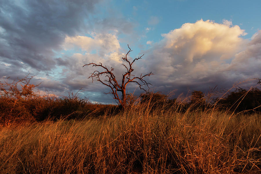 Dead Thorn Tree At Sunset Photograph by Jeremy Woodhouse