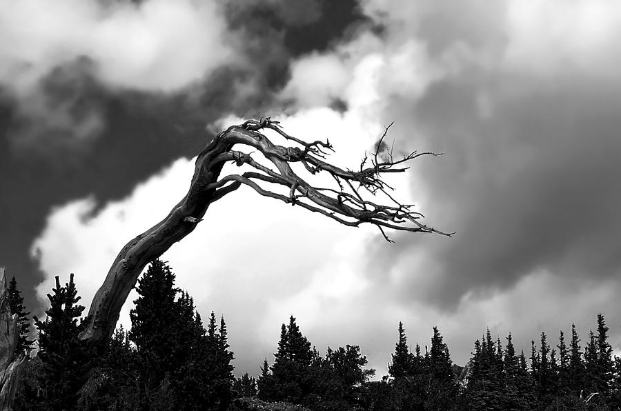 Dead Tree Photograph by A L Christensen