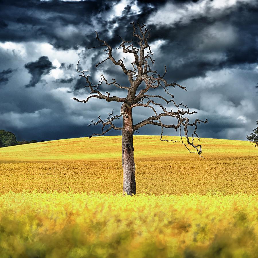 Dead Tree Among Rapeseed Field Digital Art by Manfred Voss
