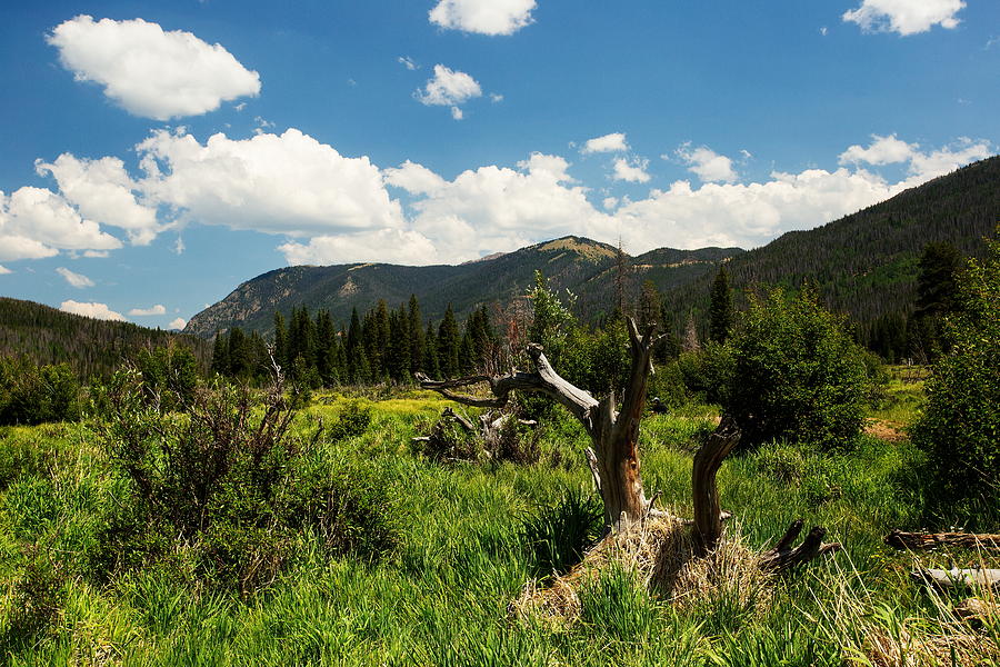 Dead Tree and Big Sky Photograph by Amanda Kiplinger - Fine Art America