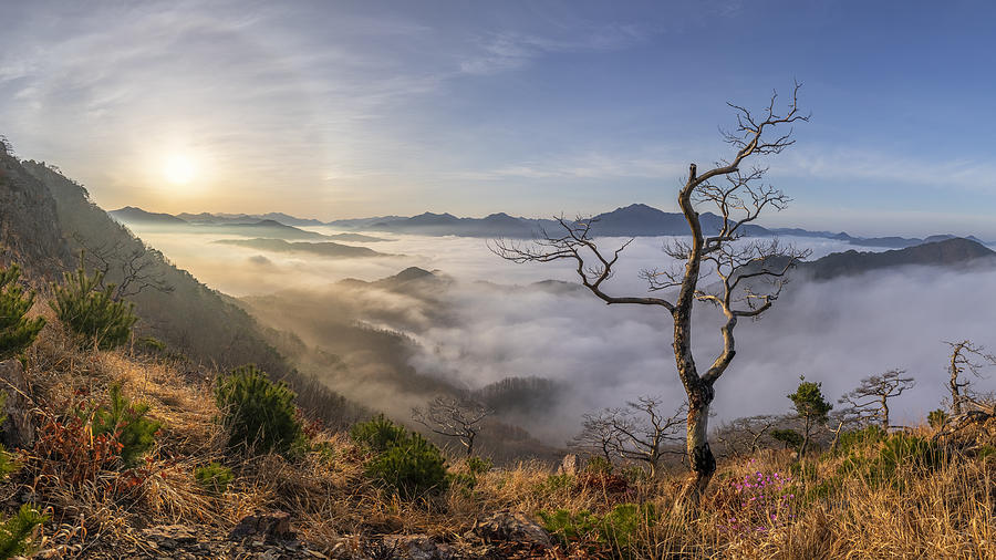 Mountain Photograph - Dead Tree And Solar Halo by Jaeyoun Ryu