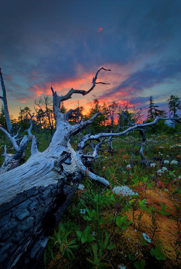 Dead Tree At Sunset Photograph by Carlos Rojas