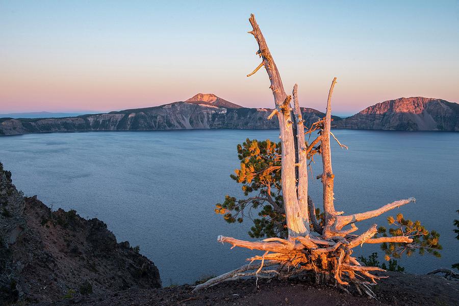 Dead Tree By A Lake Digital Art by Heeb Photos
