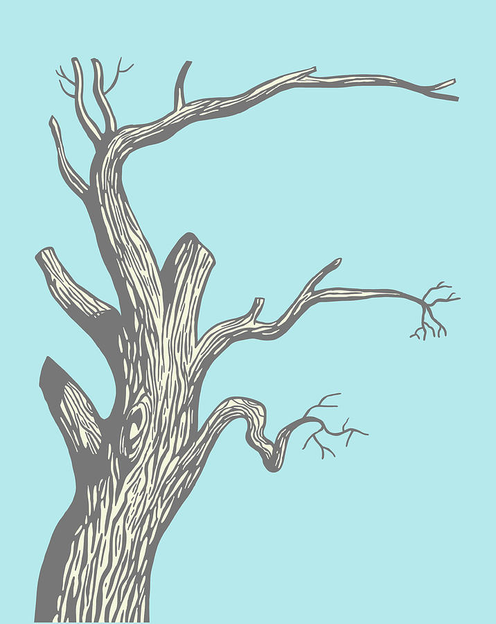 Tree Drawing Branch , dead tree transparent background PNG clipart |  HiClipart