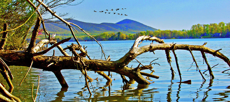 Dead Tree Geese, Smith Mountain Lake Photograph by The James Roney Collection