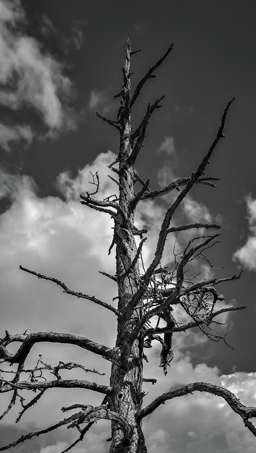 Dead Tree in black and gray Photograph by Rafael Franklin - Fine Art ...