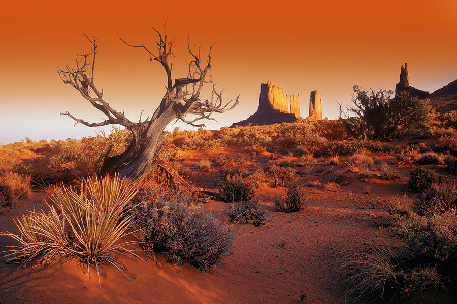 Dead Tree In Desert Monument Valley Photograph by Design Pics/don Hammond