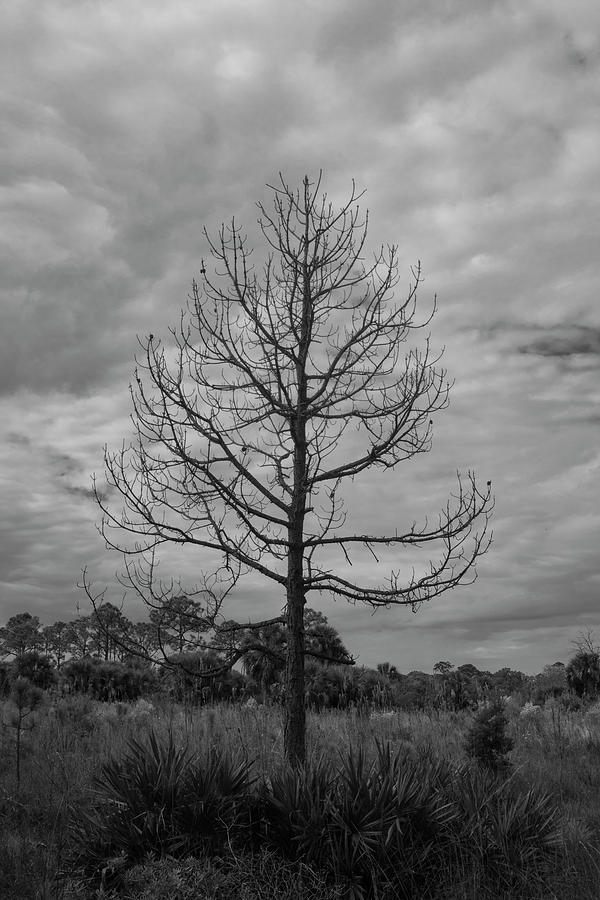 Dead Tree in Field Photograph by Robert Wilder Jr