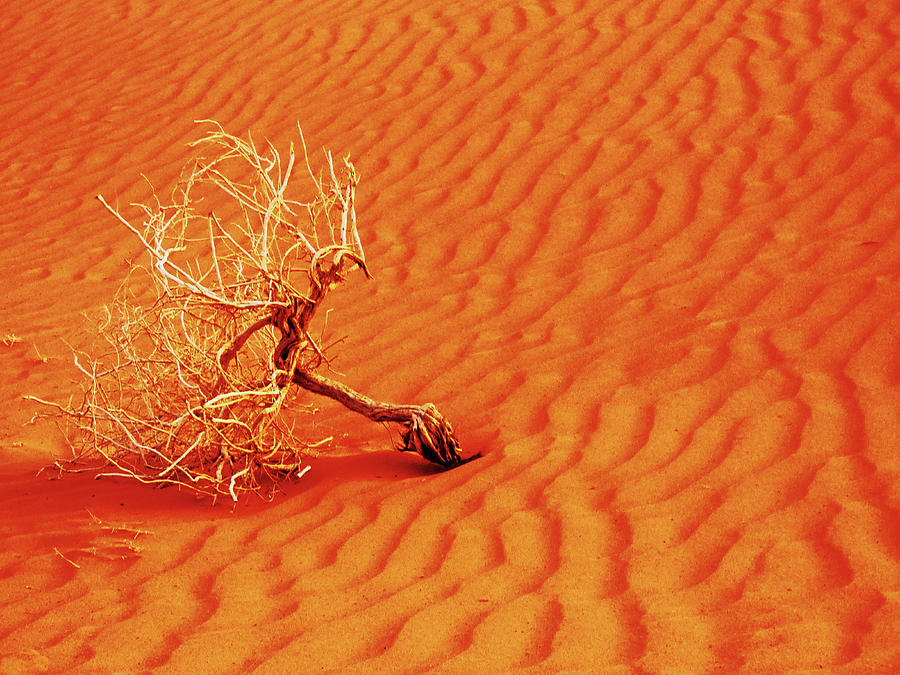Nature Photograph - Lone Tree in Fiery Red Sand by Alan Socolik