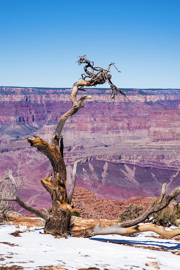 Grand Canyon National Park Photograph - Dead Tree In Grand Canyon II by Robin Vandenabeele