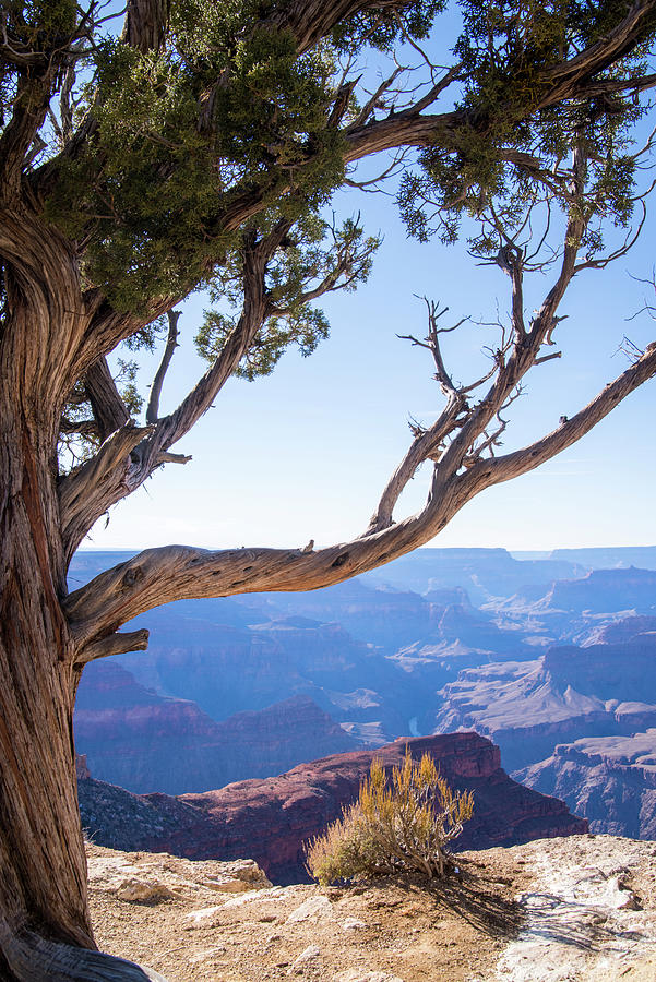 Grand Canyon National Park Photograph - Dead Tree In Grand Canyon by Robin Vandenabeele