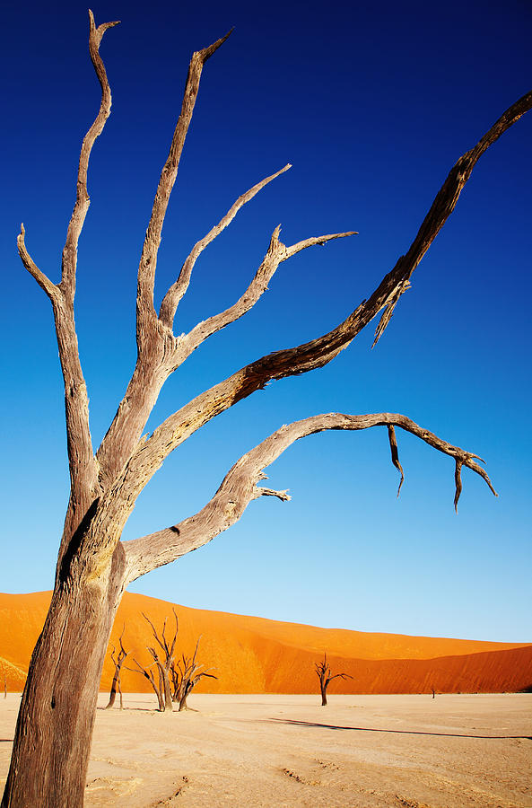 Landscape Photograph - Dead Tree In Namib Desert by DPK-Photo