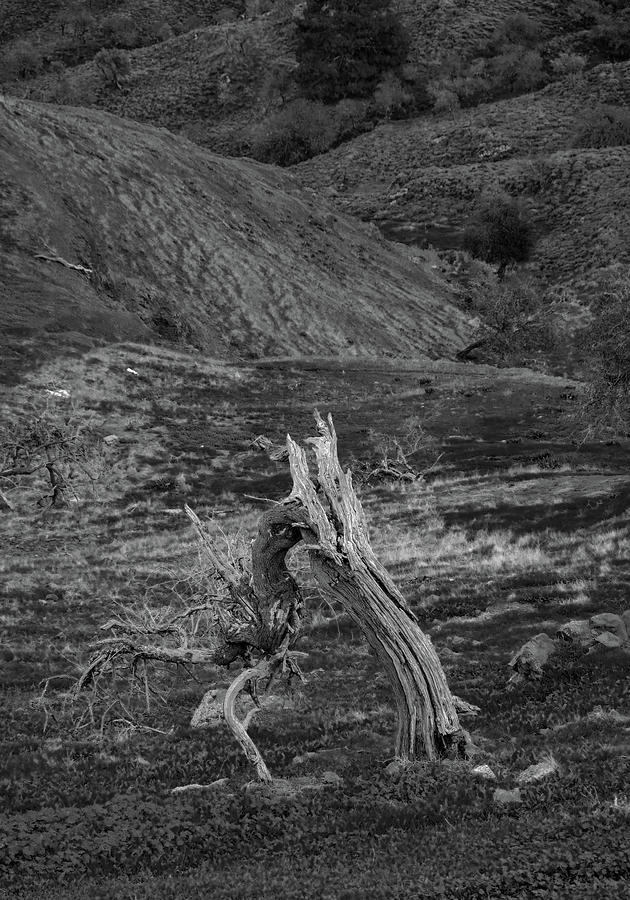 Dead Tree in the fields in monochrome Photograph by Iordanis Pallikaras