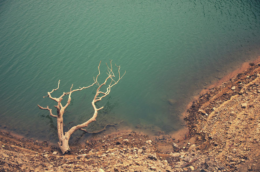 Dead Tree Photograph by Jimmy Ll Tsang