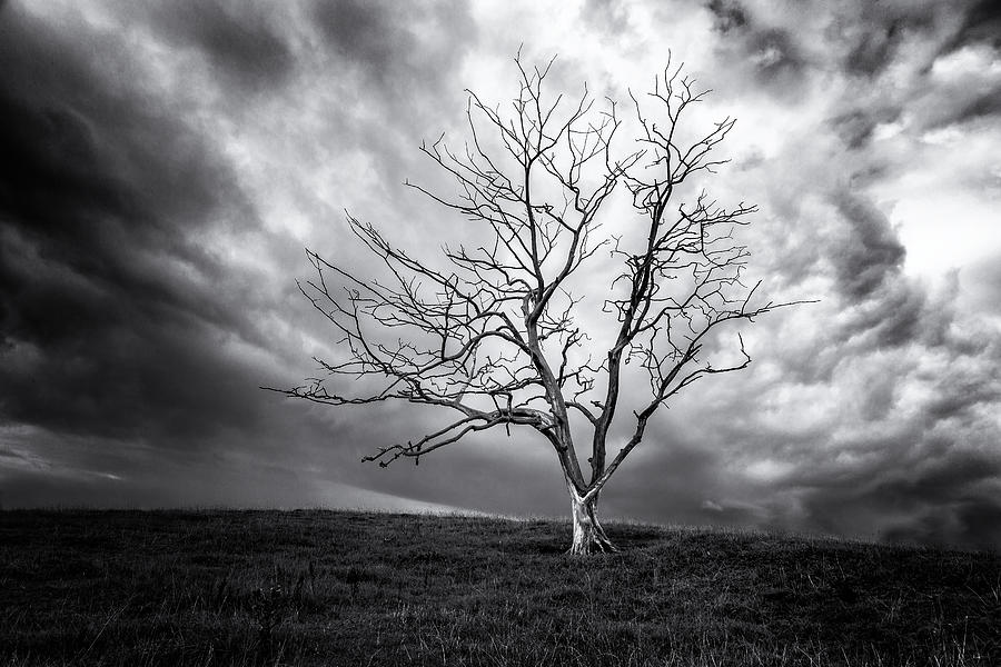 Tree Photograph - Dead Tree. by Leif Lndal