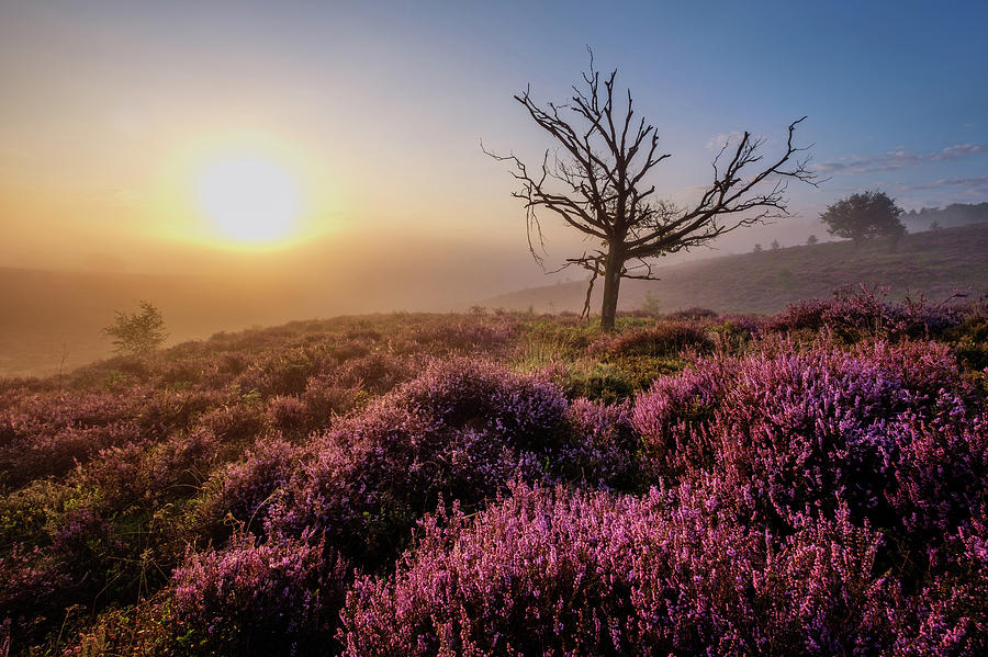 Dead tree by Mario Visser Dead tree by Mario Visser