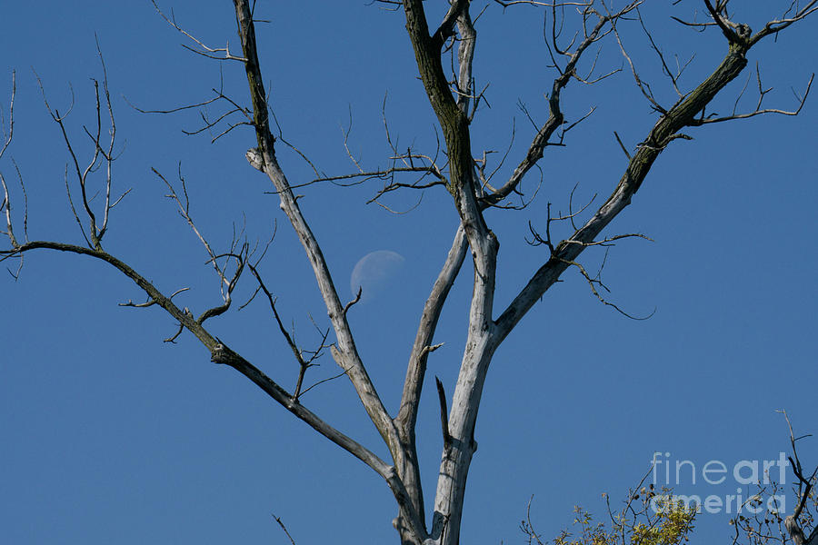 Dead Tree Moon by Randall Saltys Dead Tree Moon by Randall Saltys