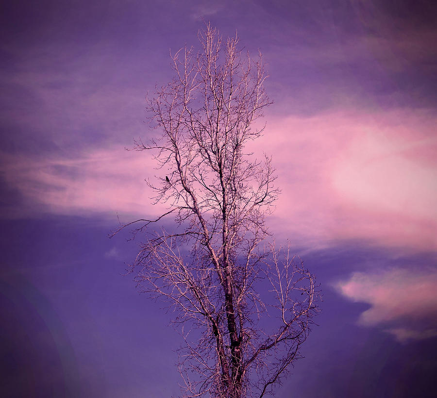 Dead Tree on Yanan Road  Photograph by Philippe Fernandez