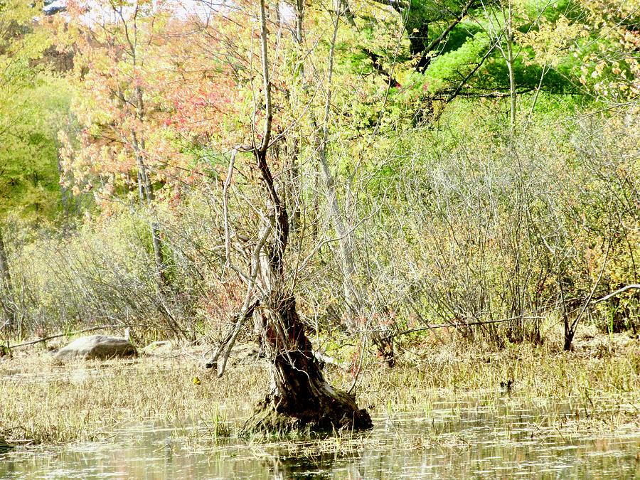 Dead Tree by Stephanie Moore Dead Tree by Stephanie Moore